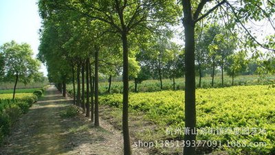 永福直流500kV输电线路V串线性隔离器更换技术研