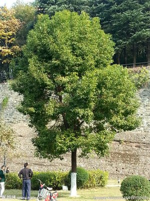 绝缘架空导线在配电网建设和改造中的应用